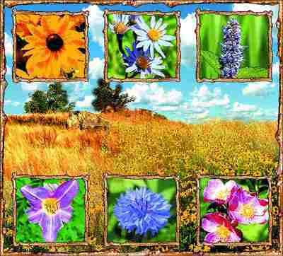 Prairie Flowers Coverlet