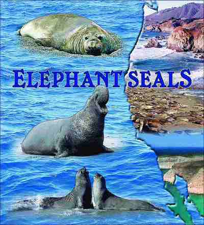 Elephant Seals Coverlet