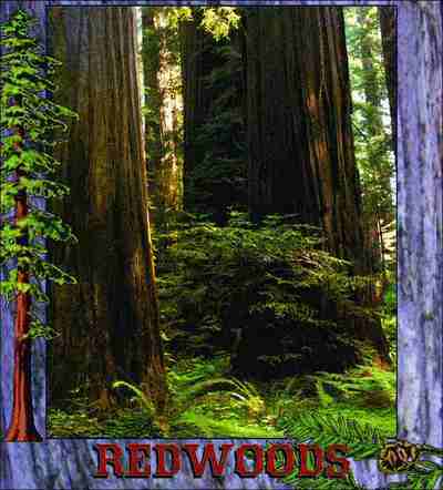 Redwoods Coverlet