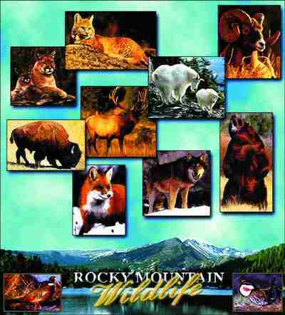 Rocky Mountains Wildlife, CO