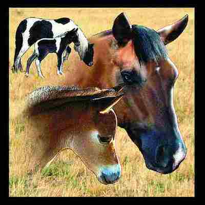 Horse Mare & Foal Pillow