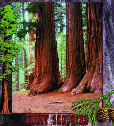 Sequoias Coverlet